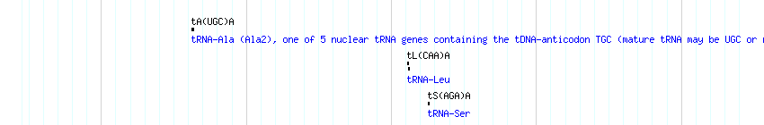 tRNAs detail