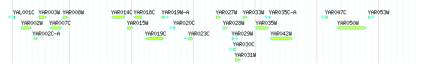 Genes detail
