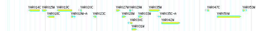 Genes detail