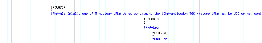 tRNAs detail