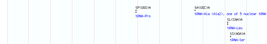 tRNAs detail