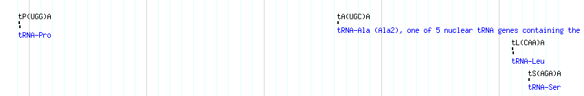 tRNAs detail