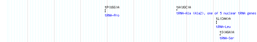 tRNAs detail