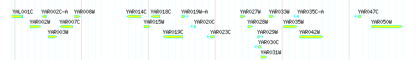 Genes detail