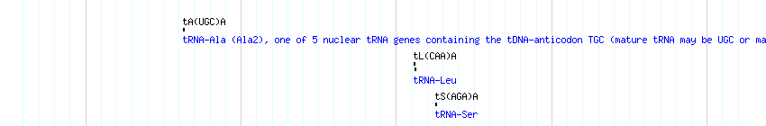 tRNAs detail