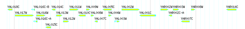 Genes detail