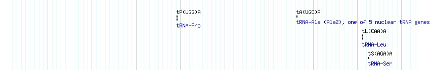 tRNAs detail