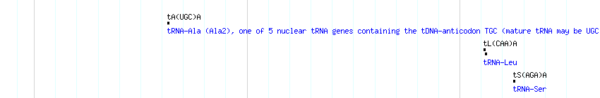 tRNAs detail