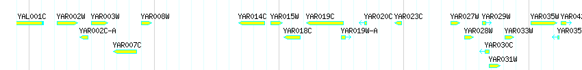 Genes detail