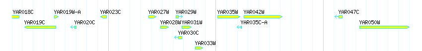 Genes detail