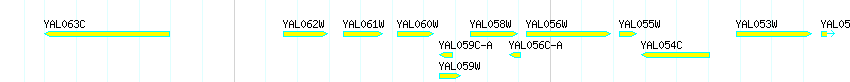 Genes detail