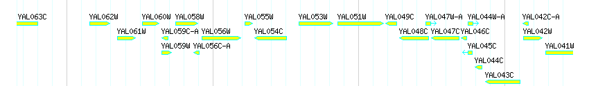 Genes detail