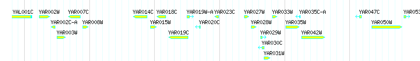 Genes detail
