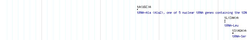 tRNAs detail