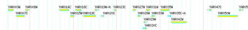 Genes detail