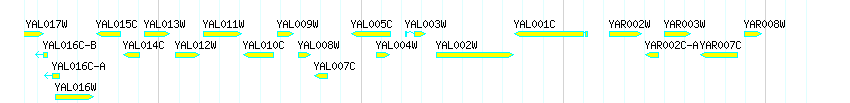 Genes detail