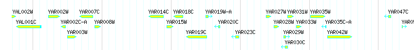Genes detail