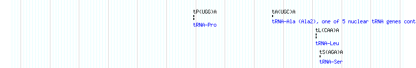 tRNAs detail