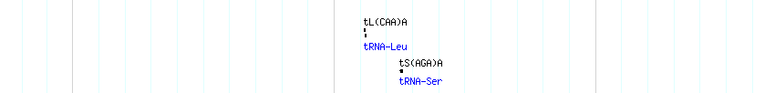 tRNAs detail