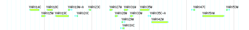 Genes detail