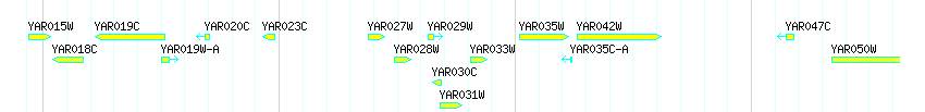 Genes detail