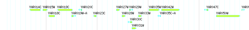 Genes detail
