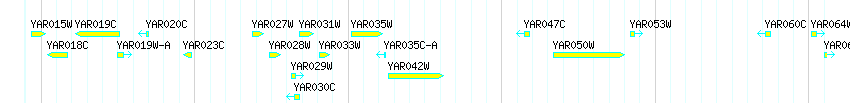 Genes detail