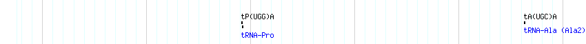 tRNAs detail