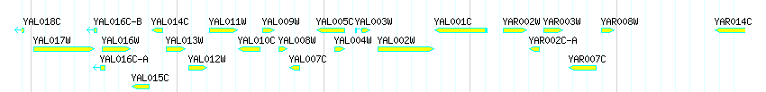 Genes detail