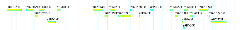 Genes detail
