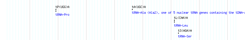tRNAs detail