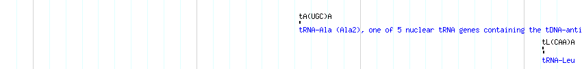 tRNAs detail