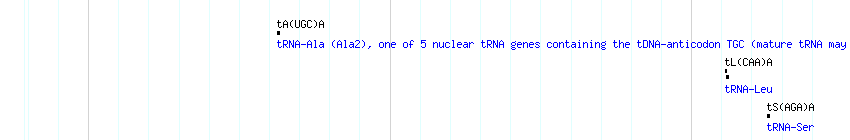 tRNAs detail