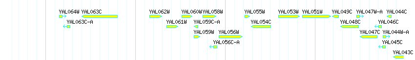 Genes detail