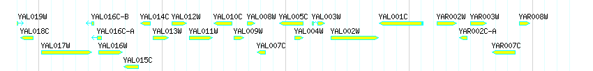 Genes detail