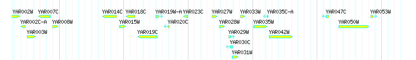Genes detail