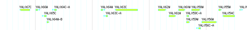 Genes detail