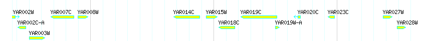 Genes detail