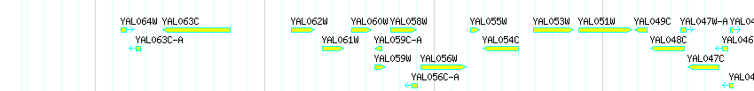 Genes detail