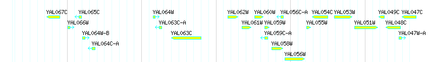 Genes detail