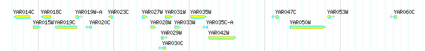 Genes detail