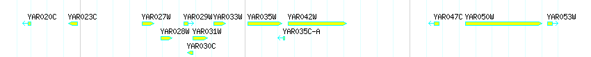 Genes detail