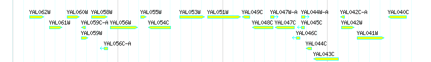 Genes detail