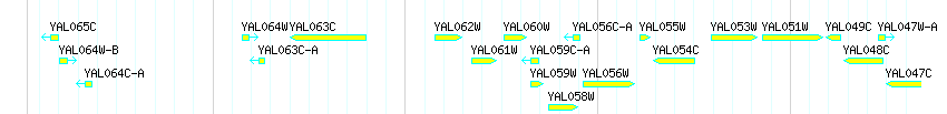 Genes detail