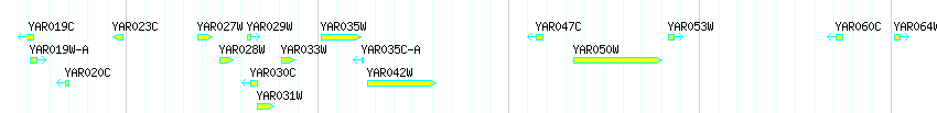 Genes detail