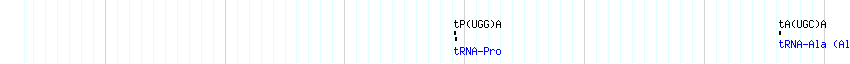 tRNAs detail