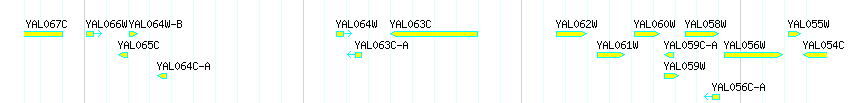 Genes detail