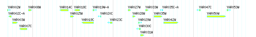 Genes detail