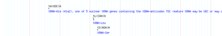 tRNAs detail