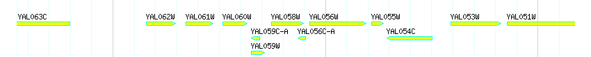 Genes detail
